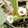 Wood Strawberry