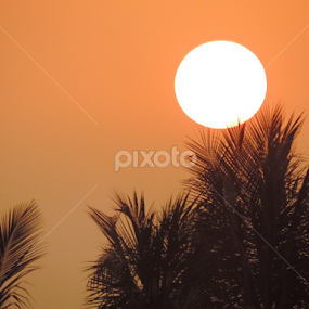 coconut tree  by Dhritiman Chakraborty - Landscapes Sunsets & Sunrises