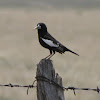 Lark Bunting