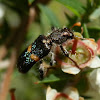 Beautiful Clerid Beetle
