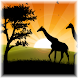 Safari