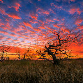 Florida Marshes by Jason Green - Landscapes Cloud Formations