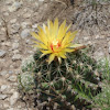 Nipple, Fishhook or Pincushion Cactus