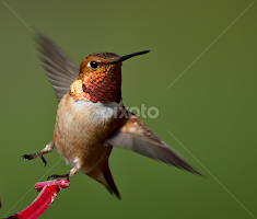 Hummingbird 4 by Sheldon Bilsker - Animals Birds