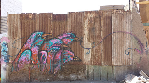 Grafiti Trineo De Aves