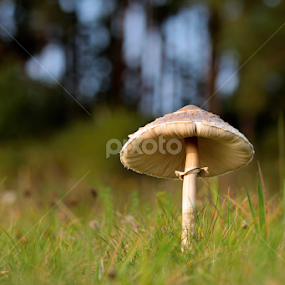 Macrolepiota procera by Milan Horejsi - Nature Up Close Mushrooms & Fungi