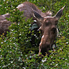 Alaska Moose