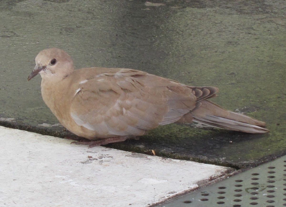 Eurasian Collared Dove