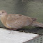 Eurasian Collared Dove