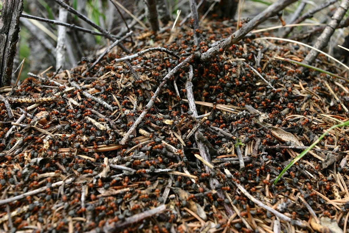 Western Thatching Ant