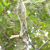 Tent-web Spiders