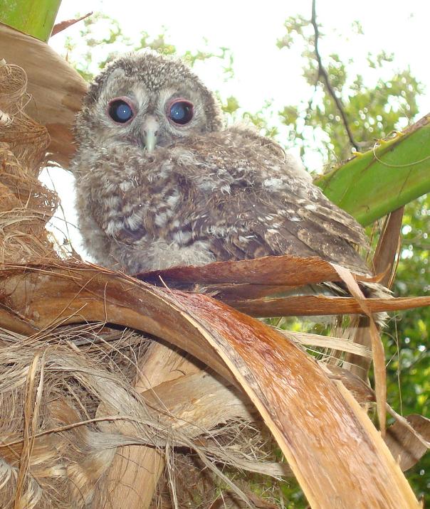 Tawny Owl / Brown Owl