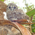 Tawny Owl / Brown Owl