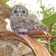 Tawny Owl / Brown Owl