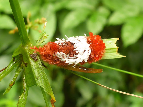 Shagcarpet caterpillar Project Noah