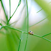 asian lady bug