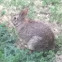 Eastern Cottontail