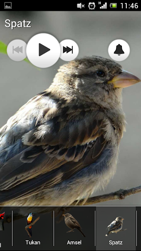 無料音乐Appの鳥が聞こえる - 着メロを|HotApp4Game