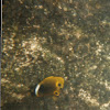 racoon butterfly fish