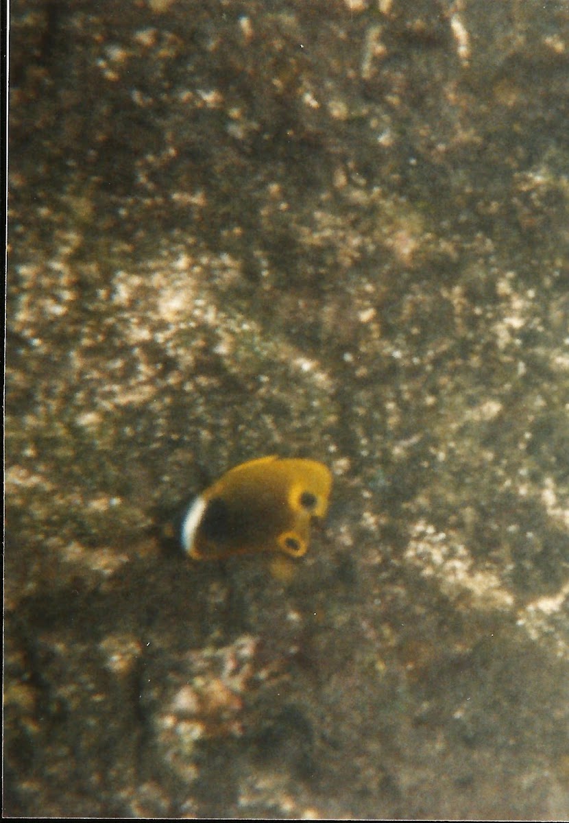 racoon butterfly fish