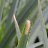 Tiger Moth - caterpillar