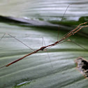 Thread-legged Bug