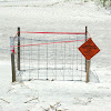 Loggerhead Sea Turtle Nest