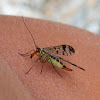 common scorpionfly (female)