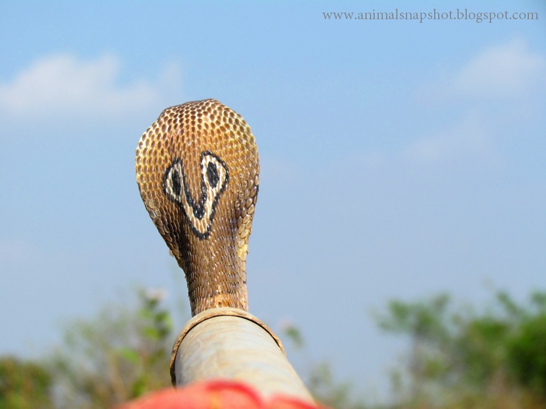 Indian Spectacled Cobra