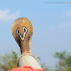 Indian Spectacled Cobra