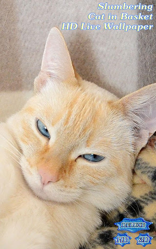 Slumbering Cat in Basket Purrs