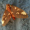 Royal Walnut Moth