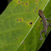 Slender Anole