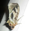 Fruit Sucking Moth (Male)