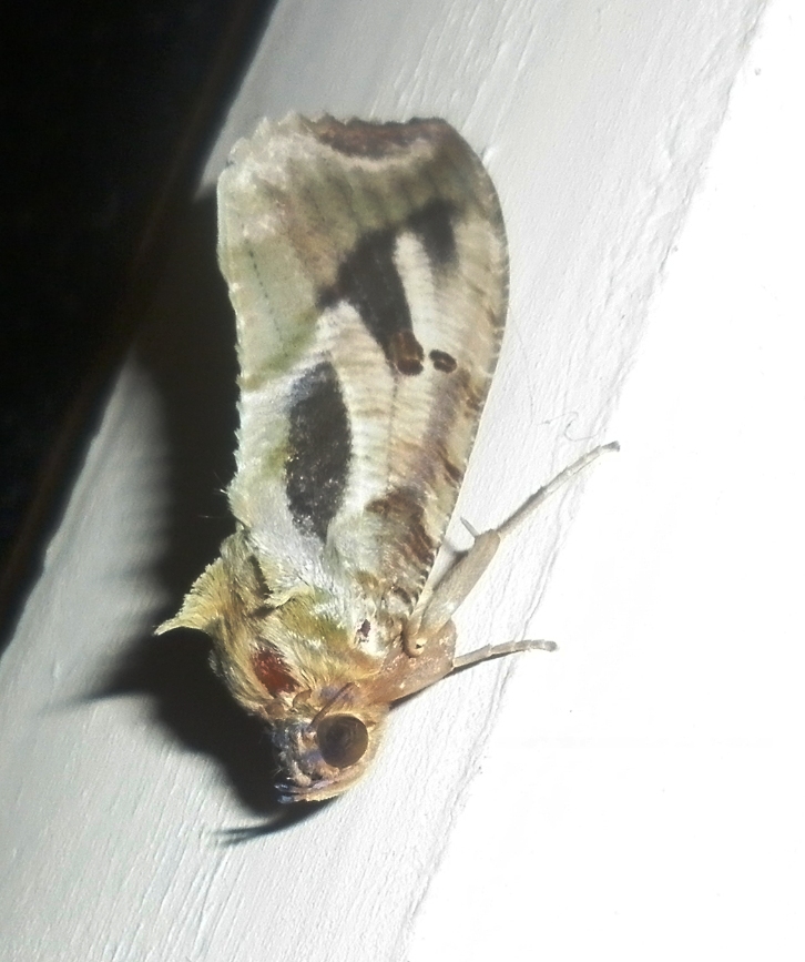 Fruit Sucking Moth (Male)