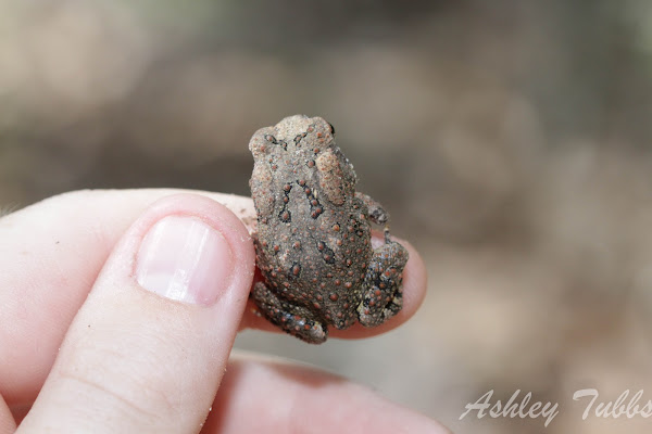 Fowler's Toad | Project Noah