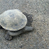 Long necked turtle