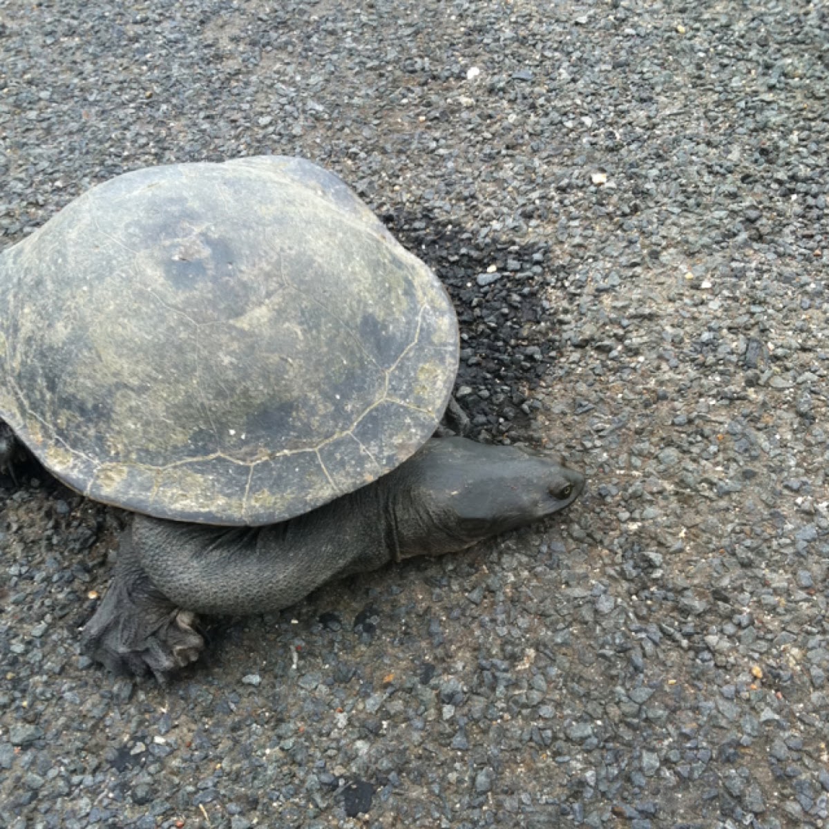 Long necked turtle