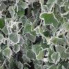 Ivy (frosted)