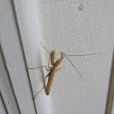 praying mantis