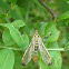 Common Scorpionfly / Obična kljunarica ♂