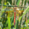 Dragonfly