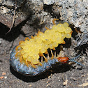 Orange Footed Centipede