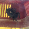 Colorado daring jumping spider