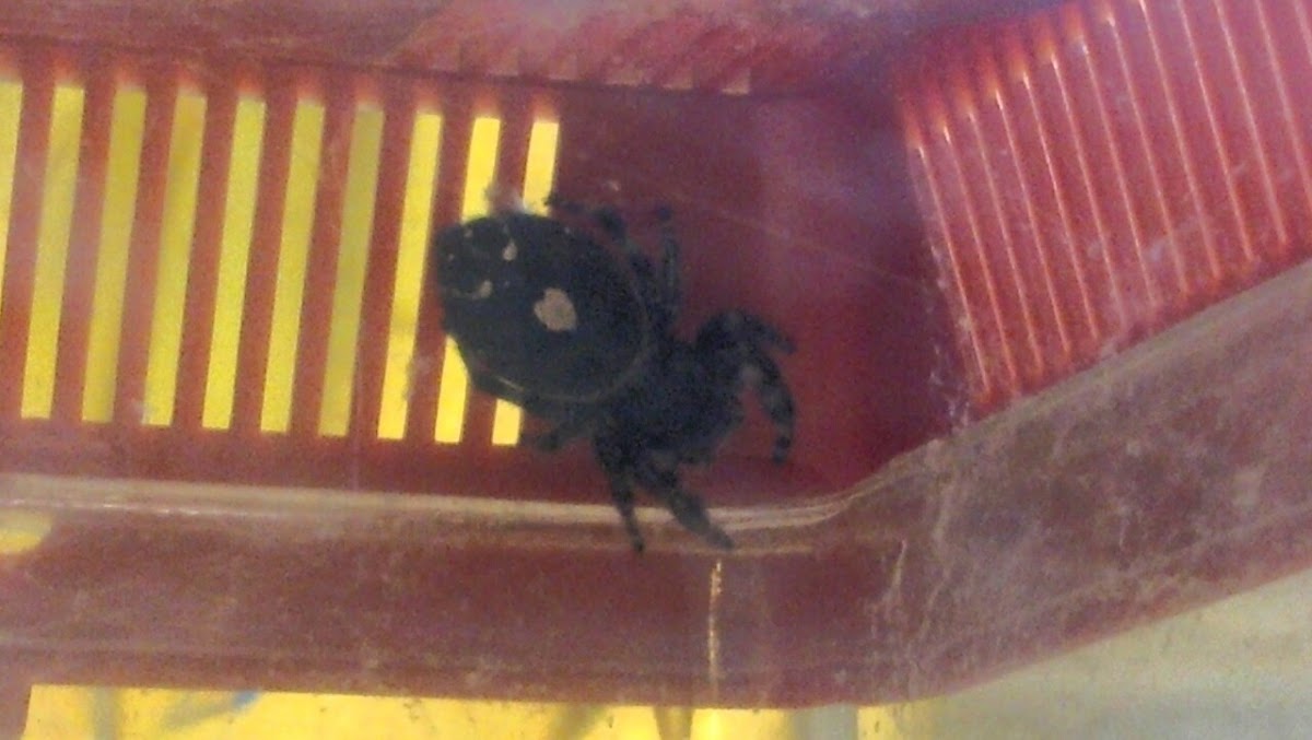 Colorado daring jumping spider