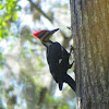 Pileated Woodpecker