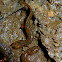 Southern Two-lined Salamander Larvae