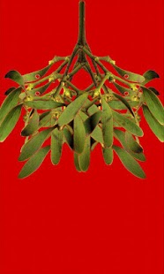 Mistletoe