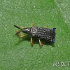 Hispinae Beetle