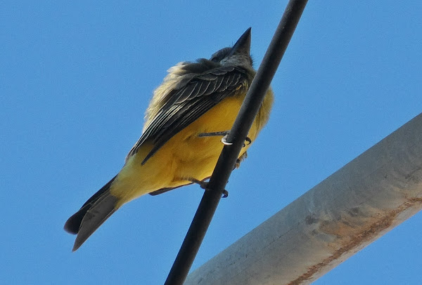 Tropical flycatcher | Project Noah